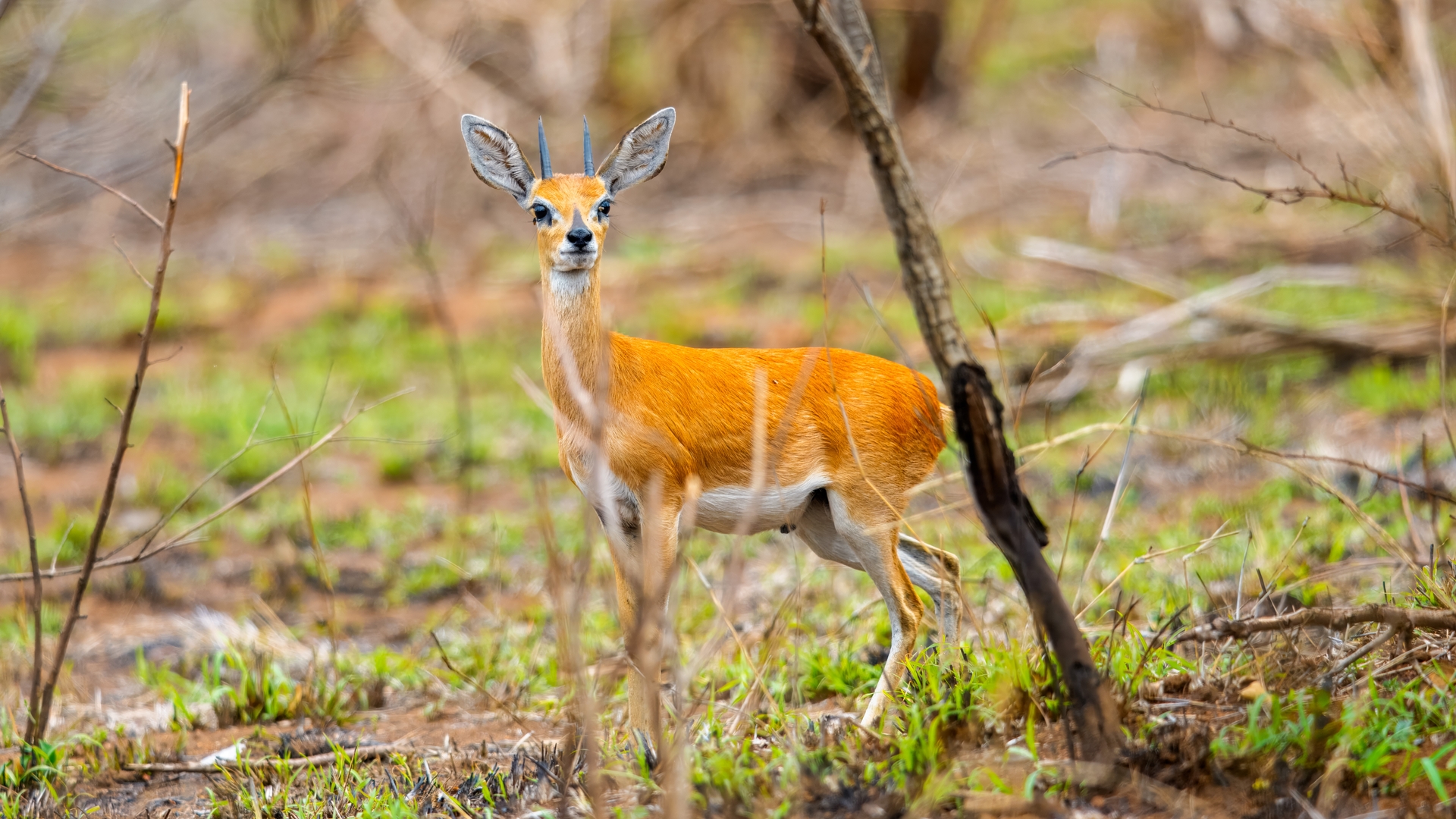 Kruger25 2025 10 31 12 25 06 ILCE 1M2 139